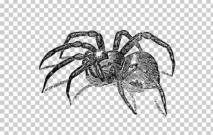 Spider Tarantula Drawing PNG, Clipart, Arachnid, Araneus, Arthropod, Black And White, Decapoda Free PNG Download