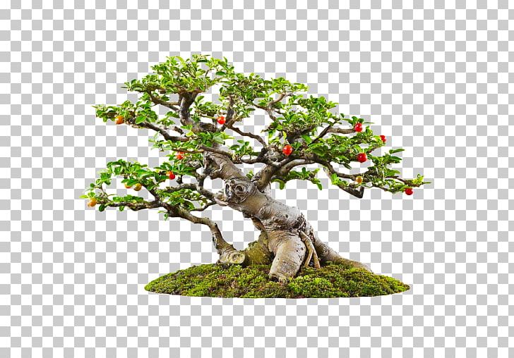 Banyan Bonsai Tree Garden PNG, Clipart, Banyan, Bonsai, Bonsai Tree, Fig Trees, Flowerpot Free PNG Download