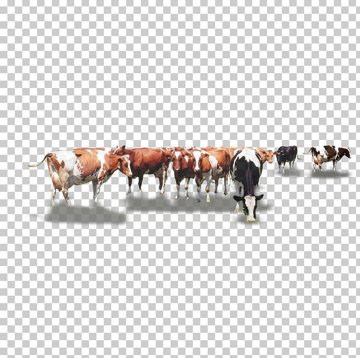 Dairy Cattle Calf Herd PNG, Clipart, Animals, Bovinae, Calf, Cartoon Cow, Cattle Free PNG Download