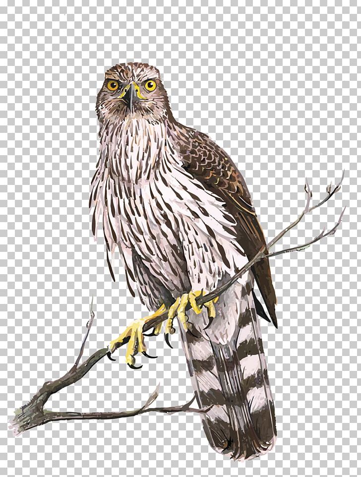 Hawk Eagle PNG, Clipart, Animals, Bald Eagle, Bird, Cartoon, Deviantart Free PNG Download