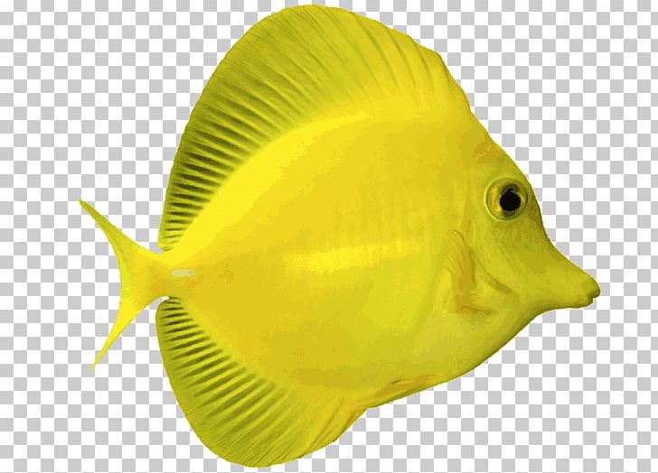 Angelfish Yellow Tang Blue Tang Saltwater Fish PNG, Clipart, Acanthuridae, Angelfish, Animals, Blue Tang, Butterflyfish Free PNG Download