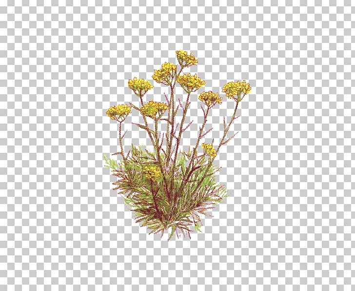 Curry Plant Essential Oil Herbal Distillate Vegetable Oil PNG, Clipart, Chamomile, Chrysanths, Curry Plant, Cut Flowers, Daisy Family Free PNG Download