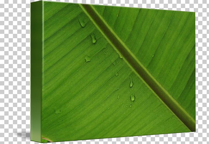 Banana Leaf Wood Green PNG, Clipart, Angle, Banana, Banana Leaf, Grass, Green Free PNG Download