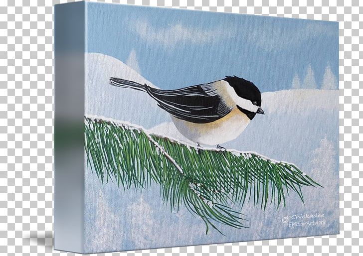 Beak Chickadee Fauna Feather PNG, Clipart, Animals, Beak, Bird, Chickadee, Fauna Free PNG Download