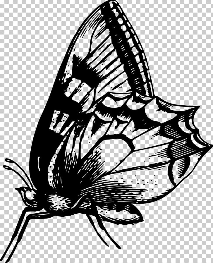 Butterfly Moth Insect PNG, Clipart, Animal, Arthropod, Artwork, Black And White, Brush Footed Butterfly Free PNG Download