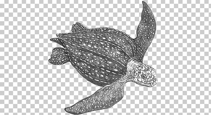 Loggerhead Sea Turtle Leatherback Sea Turtle Reptile Tortoise PNG, Clipart, Animal, Animals, Aquatic Animal, Color Draw, Leatherback Sea Turtle Free PNG Download