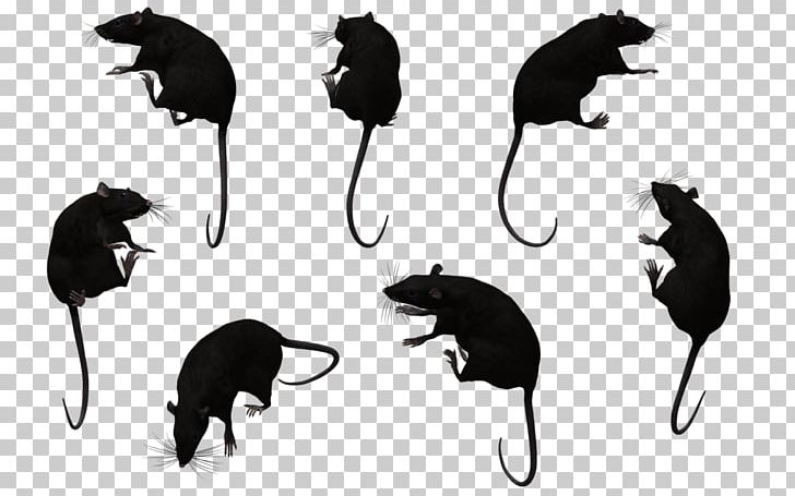 Mouse Cat Black Rat Muroids PNG, Clipart, Animal, Animals, Background, Black And White, Black Rat Free PNG Download