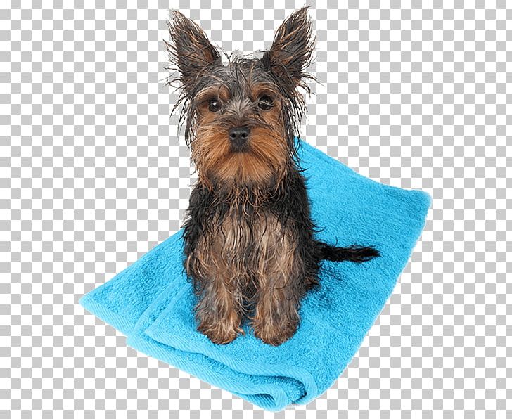 Stock Photography Dog PNG, Clipart, Animals, Australian Silky Terrier, Australian Terrier, Bath, Carnivoran Free PNG Download