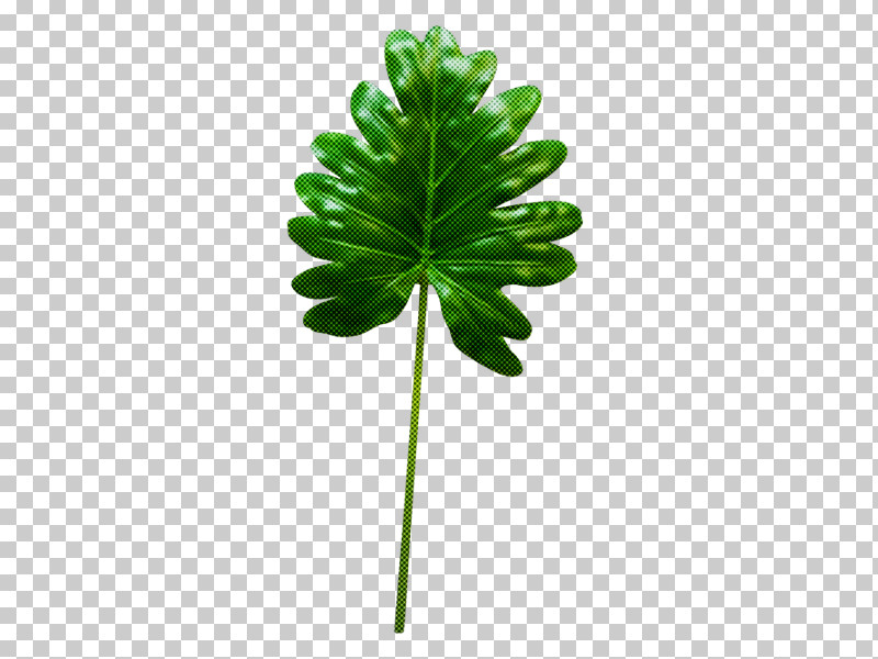 Rose PNG, Clipart, Fiddleleaf Fig, Fig Trees, Flower, Flowerpot, Green Free PNG Download