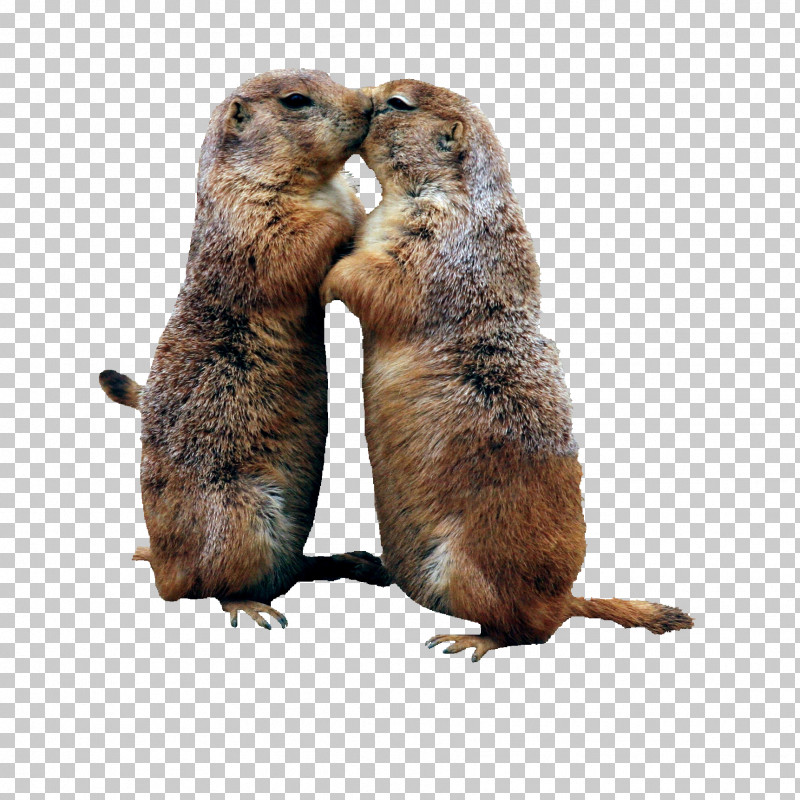 Groundhog Day PNG, Clipart, Beaver, Gopher, Groundhog, Groundhog Day, Marmot Free PNG Download