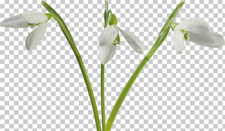 Flower PNG, Clipart, Amaryllis Family, Cut Flowers, Flower, Flowering Plant, Galanthus Free PNG Download