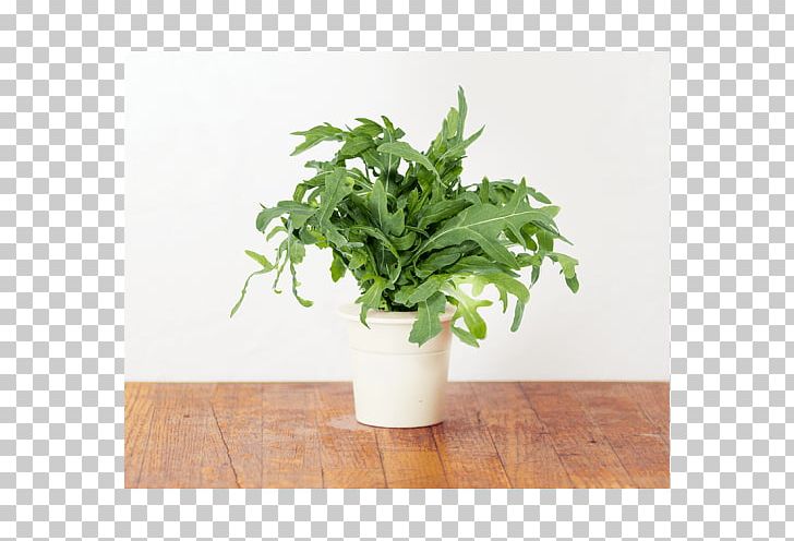 Garden Arugula Hydroponics Lemon Balm Basil PNG, Clipart, Arugula, Basil, Flowerpot, Garden, Gardening Free PNG Download