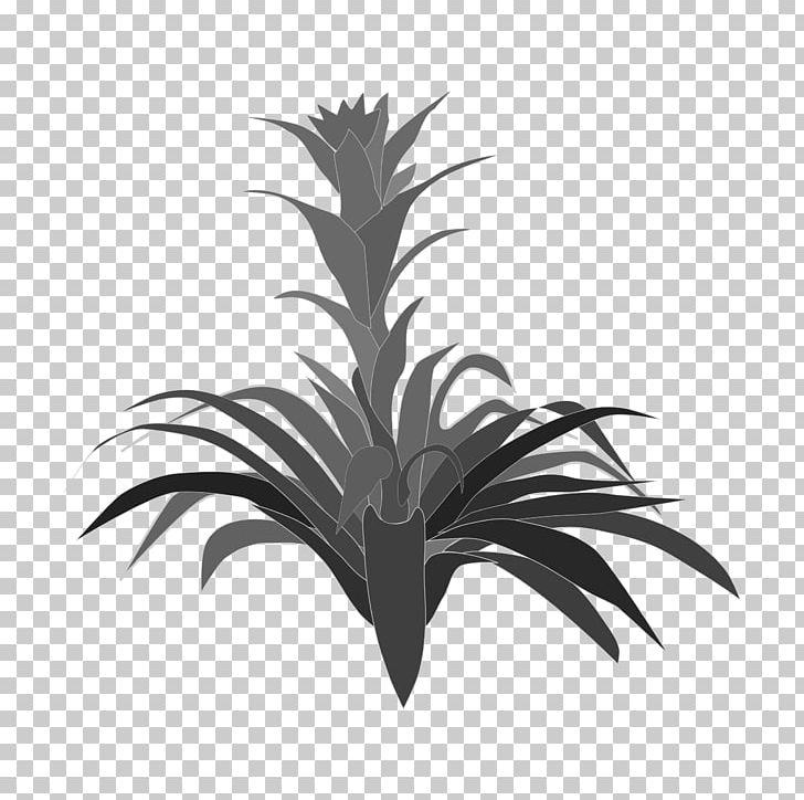 Bromelia PNG, Clipart, Arecales, Black And White, Bromelia, Bromeliads, Computer Icons Free PNG Download