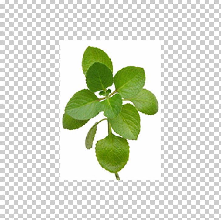 Oregano Herb Mexican Mint Leaf Thyme PNG, Clipart, Arugula, Balsamic Vinegar, Gram, Grocer, Herb Free PNG Download