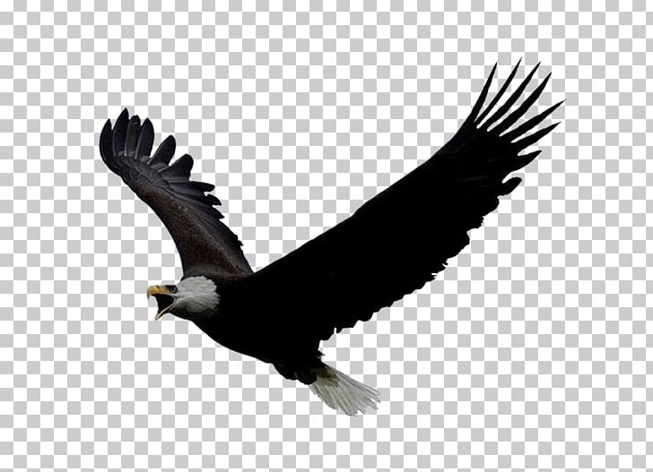 Eagle Flight PlayStation 4 Bald Eagle Oculus Rift PNG, Clipart, Accipitriformes, Akitainu, Animals, Beak, Bird Free PNG Download