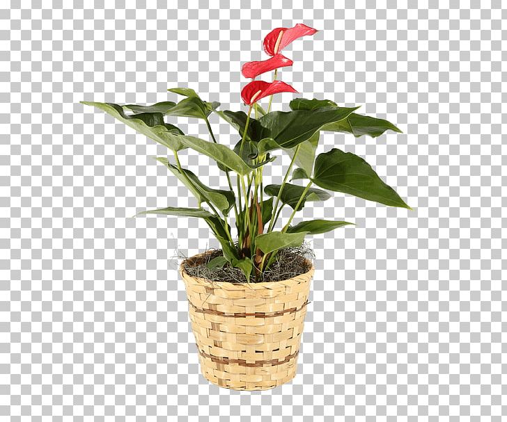 Cut Flowers Laceleaf Flowerpot Houseplant PNG, Clipart, Basket, Connells Maple Lee Flowers Gifts, Cut Flowers, Flower, Flowering Plant Free PNG Download