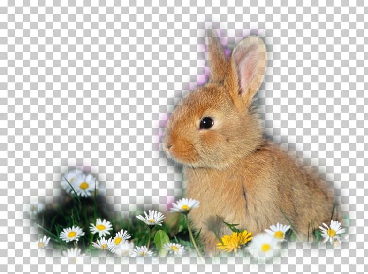 Domestic Rabbit Holland Lop Rex Rabbit Mini Lop Satin PNG, Clipart, Animal Husbandry, Art, B52 Stratofortress, Breed, Californian Rabbit Free PNG Download