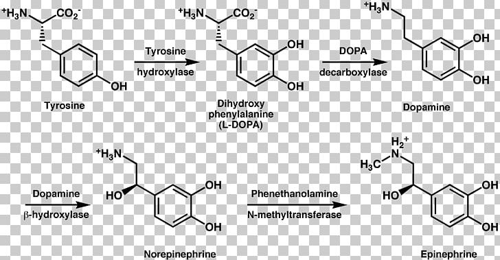 Tyrosine Hydroxylase Metabolism Phenylalanine Dopamine PNG, Clipart, Amino Acid, Angle, Area, Aromatic Amino Acid, Auto Part Free PNG Download