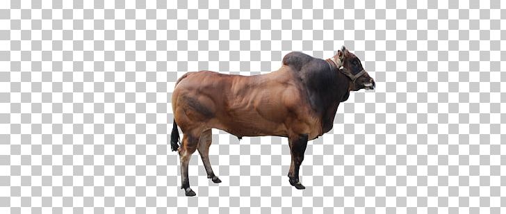 Zebu Madura Cattle Calf Beef Cattle Manding PNG, Clipart, Animals, Balai Inseminasi Buatan, Beef Cattle, Beli, Bull Free PNG Download