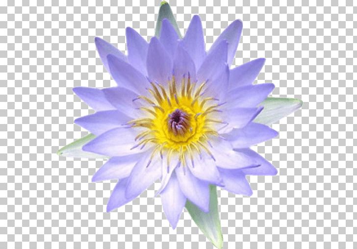 Egyptian Lotus Nymphaea Lotus Nelumbo Nucifera Ancient Egypt Flower PNG, Clipart, Annual Plant, Aquatic Plant, Aster, Closeup, Daisy Family Free PNG Download