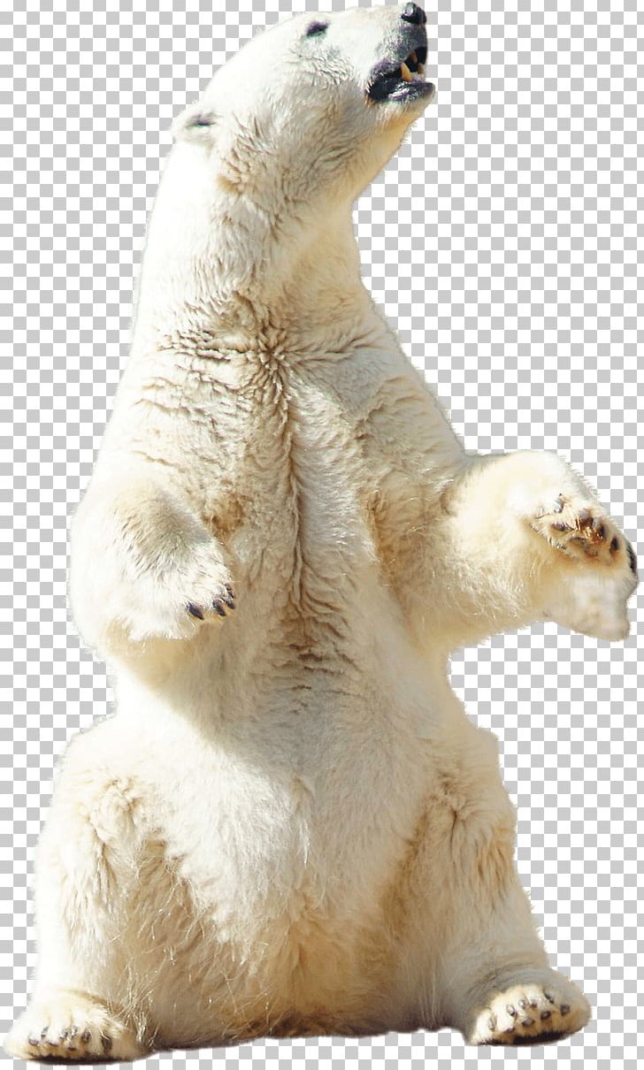 Polar Bear Arctic PNG, Clipart, Animals, Arctic, Bear, Brown Bear, Carnivoran Free PNG Download