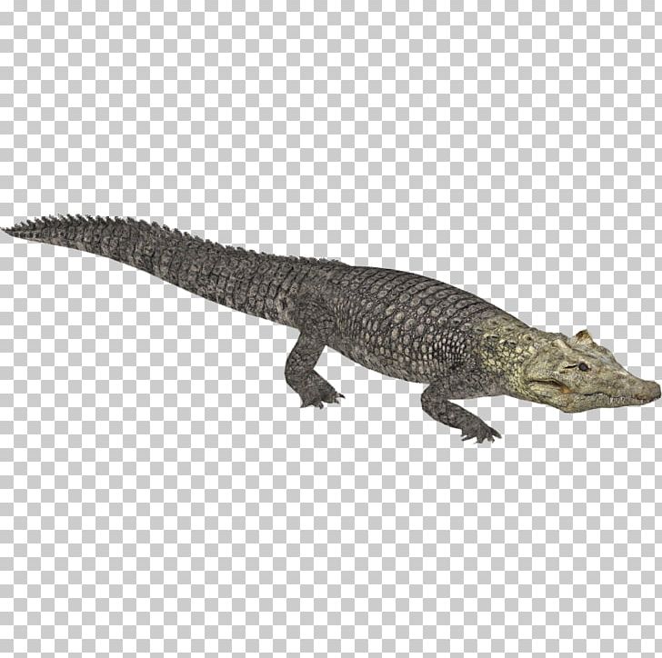 Zoo Tycoon 2 Crocodiles Nile Crocodile Alligator PNG, Clipart, Alligator, Animal, Animal Figure, Animals, Blue Whale Free PNG Download