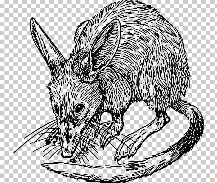 Bandicoot PNG, Clipart, Animals, Artwork, Bandicoot, Black And White, Carnivoran Free PNG Download