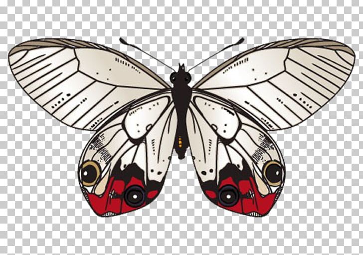 Butterfly Moth PNG, Clipart, Arthropod, Blue Butterfly, Brush Footed Butterfly, Butterflies, Butterfly Group Free PNG Download