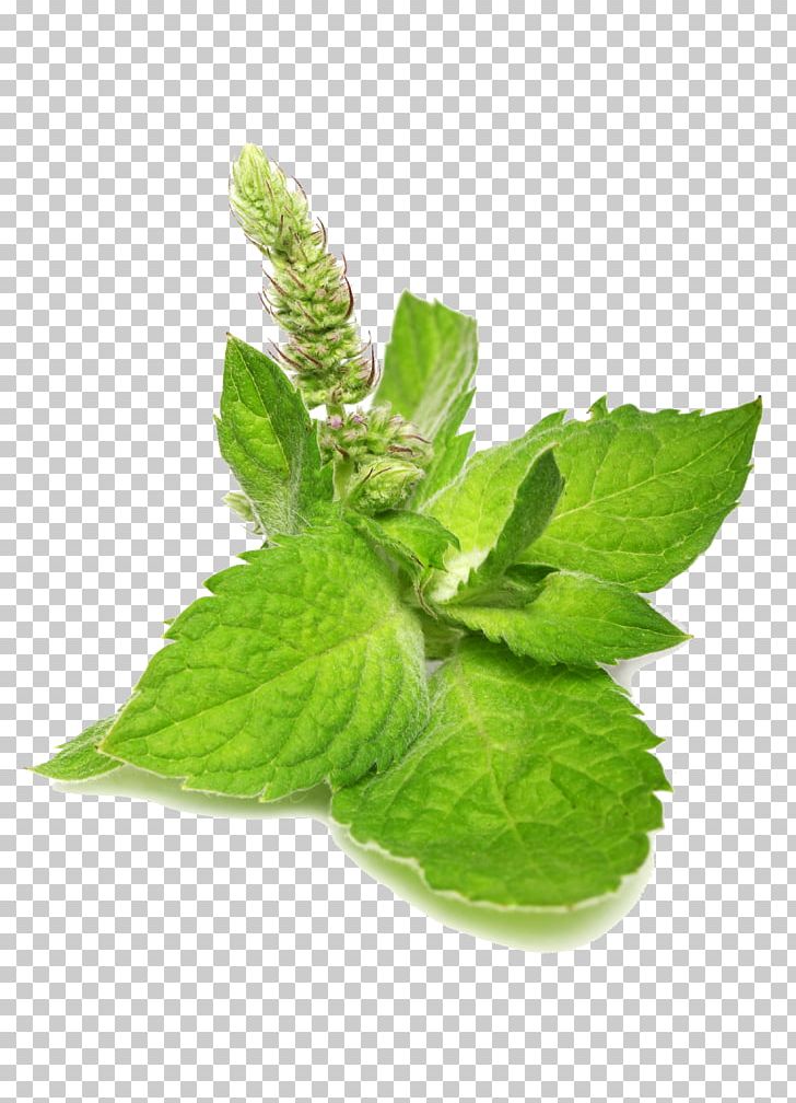 Catnip Mentha Spicata Leaf Food PNG, Clipart, Autumn Leaf, Cat, Catmints, Essential Oil, Euclidean Vector Free PNG Download