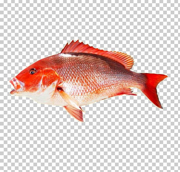 Northern Red Snapper King Mackerel Food PNG, Clipart, Animals, Animal Source Foods, Bay Leaf, Bony Fish, Feeder Fish Free PNG Download