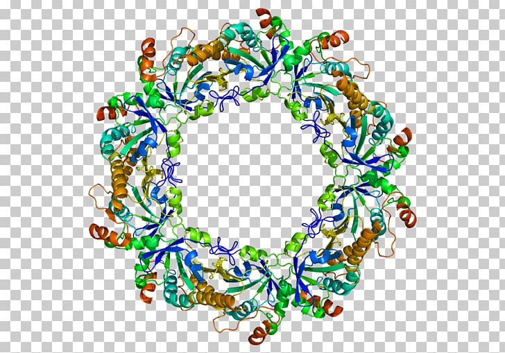 Peroxiredoxin 2 Protein Gene Enzyme PNG, Clipart, Antioxidant, Bod, Christmas Decoration, Christmas Ornament, Component Free PNG Download