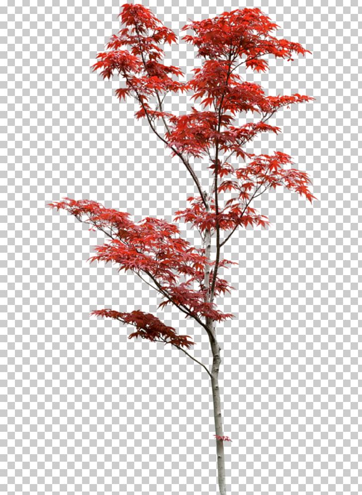 Acer Japonicum Tree Japan PNG, Clipart, Acer Japonicum, Branch, Clipping Path, Drawing, Flowering Plant Free PNG Download