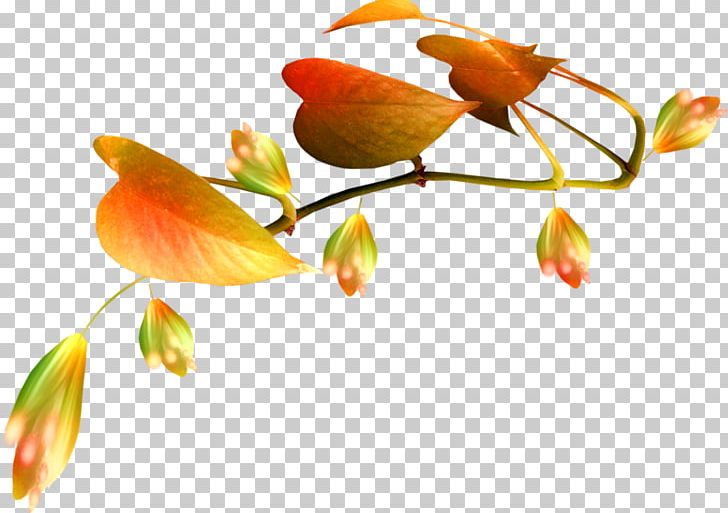 Leaf Orange PNG, Clipart, Alstroemeriaceae, Branch, Bud, Creation, Cut Flowers Free PNG Download