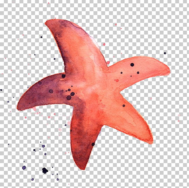 Starfish Marine Invertebrates Watercolor Painting Animal PNG, Clipart, Animal, Animals, Aquatic Animal, Coral Reef, Deep Sea Free PNG Download