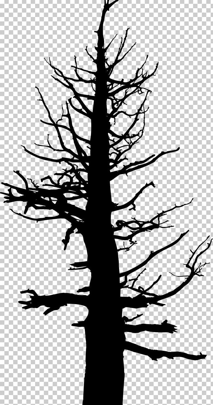 Tree Drawing Silhouette Snag PNG, Clipart, Black And White, Branch, Conifer, Drawing, Fir Free PNG Download