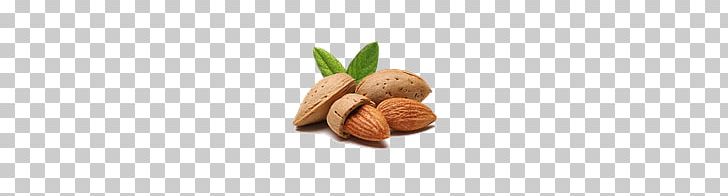 Almond PNG, Clipart, Almond Free PNG Download