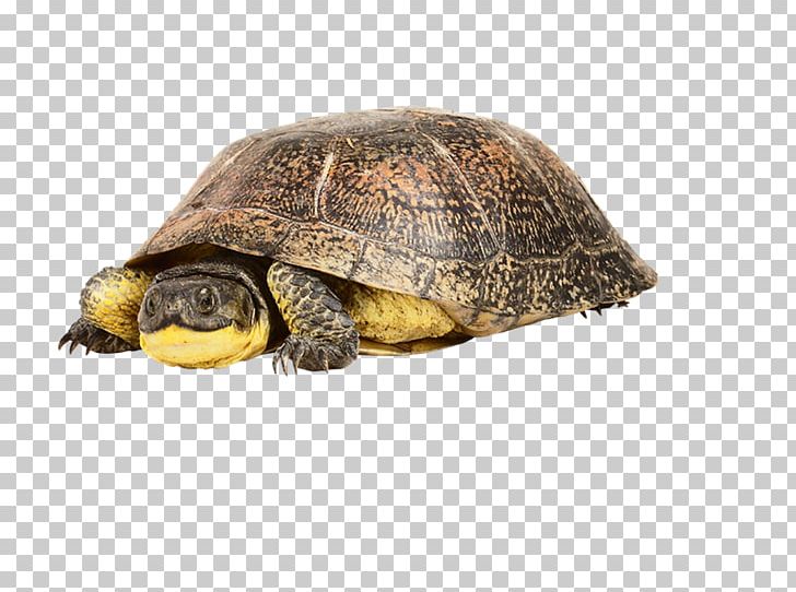 Box Turtles Tortoise Sea Turtle Blog PNG, Clipart, Animal, Blog, Box Turtle, Box Turtles, Emydidae Free PNG Download