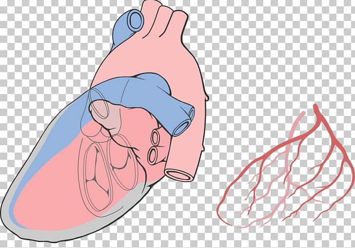 Diagram Thumb Heart Drawing PNG, Clipart, Anatomy, Arm, Azygos Vein, Chart, Coronary Arteries Free PNG Download