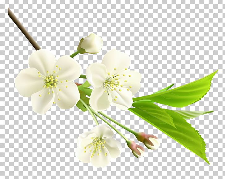 Flower White PNG, Clipart, Blossom, Branch, Cherry Blossom, Clip Art, Clipart Free PNG Download