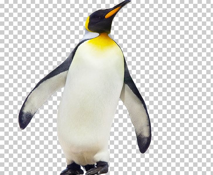 Penguin Chick Les Manchots Empereurs Bird PNG, Clipart, Animal Figure, Beak, Big Penguin, Bird, Emperor Penguin Free PNG Download