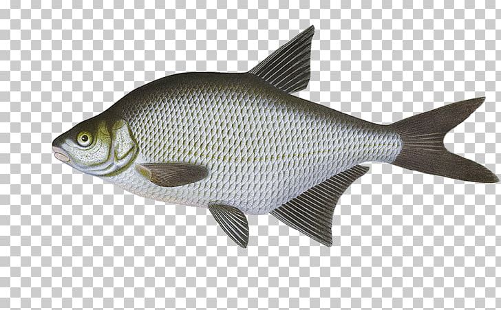 Suomen Kalat Common Carp Fish Common Bream Crucian Carp PNG, Clipart, Angling, Animals, Barramundi, Bony Fish, Burbot Free PNG Download