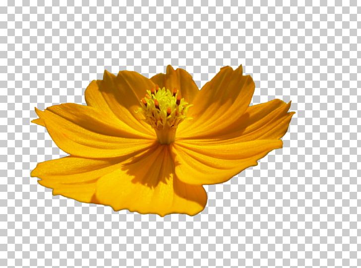 Flower Encapsulated PostScript PNG, Clipart, Daisy Family, Deviantart, Encapsulated Postscript, Flower, Nature Free PNG Download