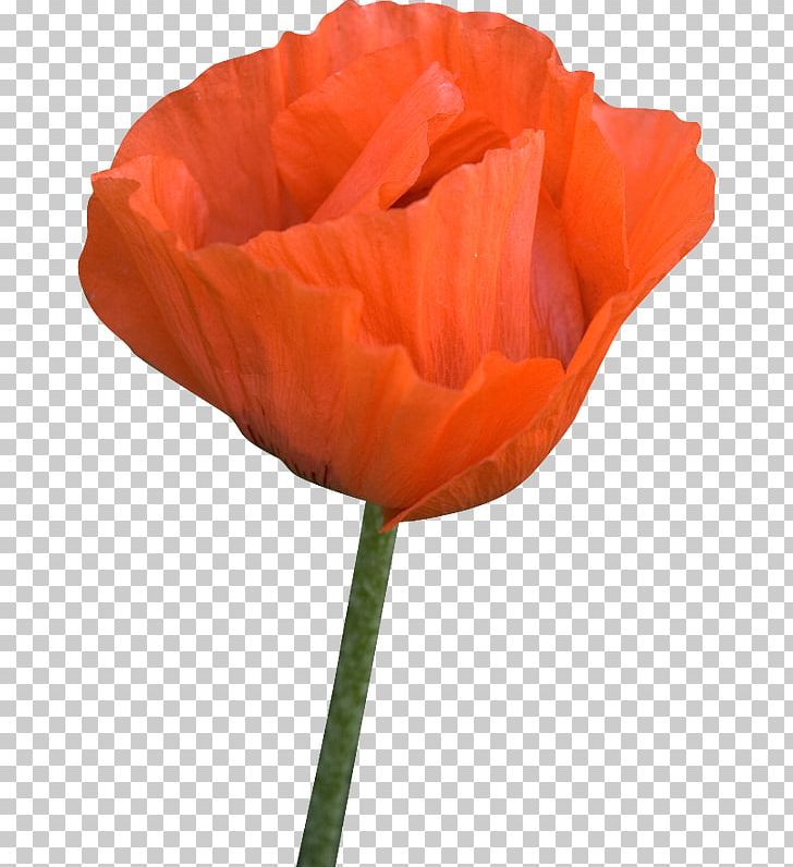 Flower Poppy PNG, Clipart, Coquelicot, Flower, Flowering , Garden Roses, Material Free PNG Download