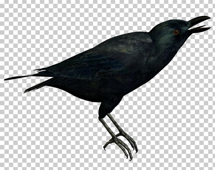 American Crow New Caledonian Crow Bird PNG, Clipart, Advertising, Animals, Beak, Blackbird, Black Crow Free PNG Download