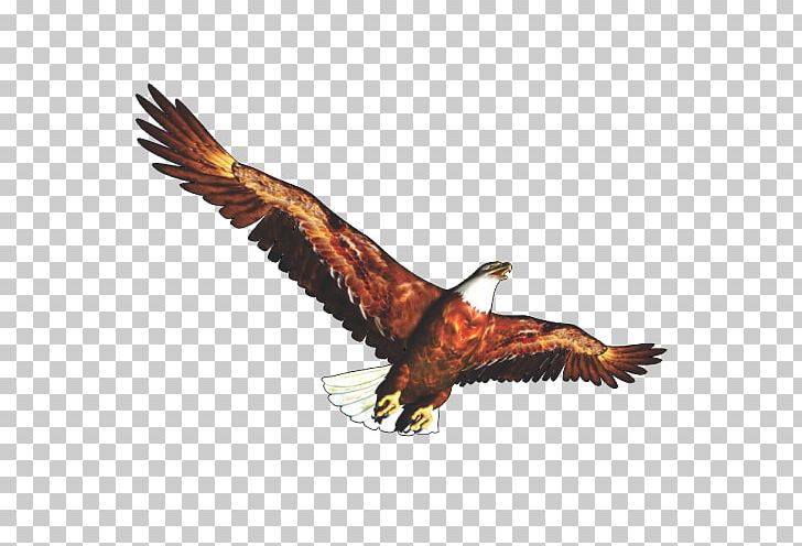 Others Bald Eagle Fauna PNG, Clipart, Accipitriformes, Bald Eagle, Beak, Bird, Bird Of Prey Free PNG Download