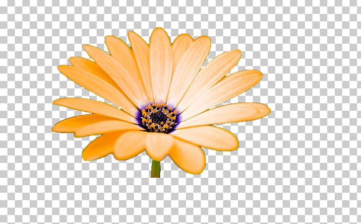 Photography Orange Sunflower PNG, Clipart, Adobe Illustrator, Bloom, Blooming, Blooming Flowers, Blooming Lilies Free PNG Download