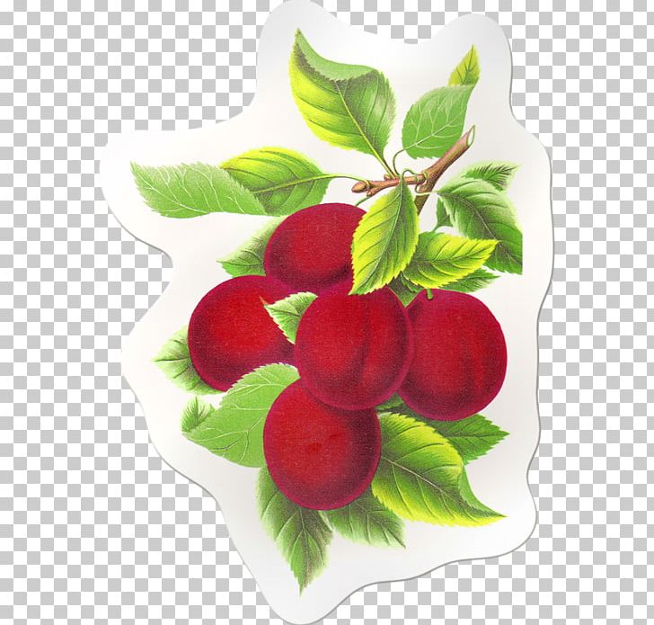 Fruit PNG, Clipart, Apple, Art, Berry, Cherry, Decoupage Free PNG Download