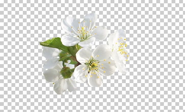 Information PNG, Clipart, Blog, Blossom, Branch, Cherry Blossom, Document Free PNG Download