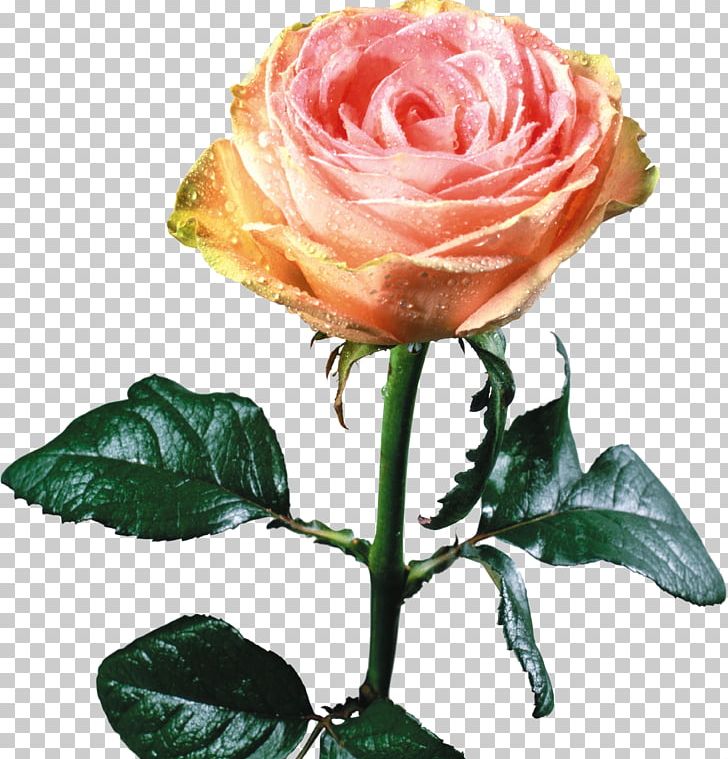 Still Life: Pink Roses Photography PNG, Clipart, Art, Beach Rose, Cut Flowers, Floral Design, Floribunda Free PNG Download