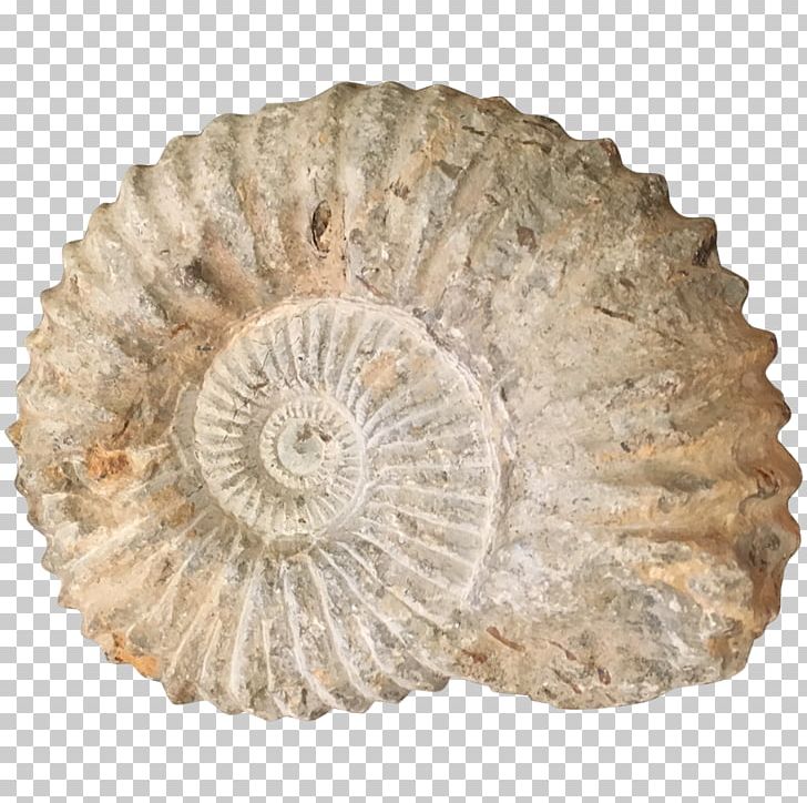 Transitional Fossil Ammonites Nautilida Seashell PNG, Clipart, Ammonites, Coffee Tables, Driftwood, Evolution, Finial Free PNG Download